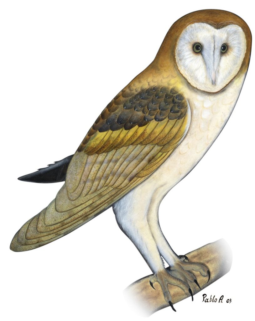 Barn Owl Birds Loja Ecuador.