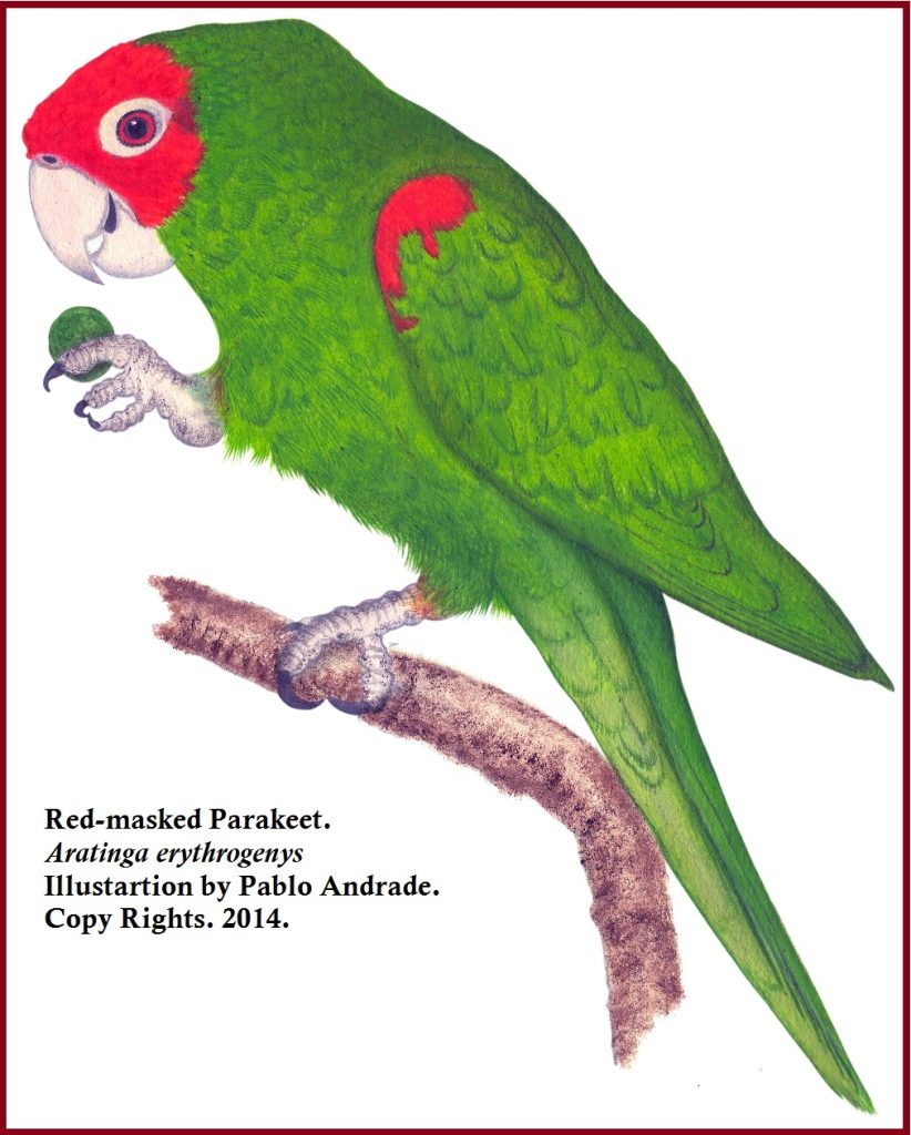 Red-masked Parakeet Birds of the city of Loja