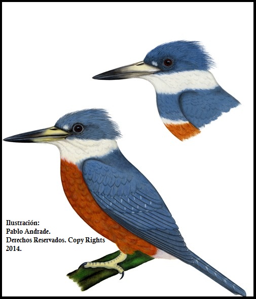 Mártin Pescador Grande. Ringed Kingfisher. Aves Loja