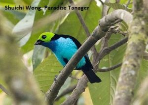 Podocarpus National Park Birdwatching Tou 2025 2026 Paradise Tanager