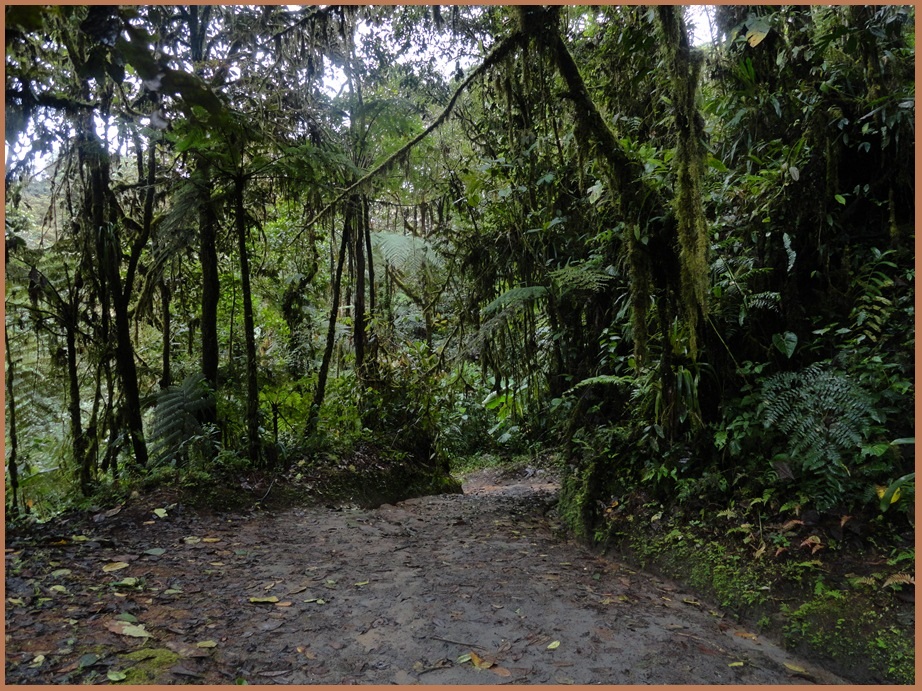 Lush cloud forest trail at Sachatamia Lodge in Mindo, one of Ecuador's finest destinations for birdwatching and nature photography.