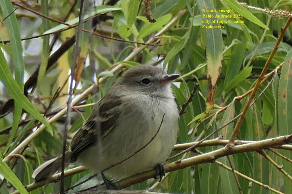 Nesotriccus ssp City of Loja Malacatos River