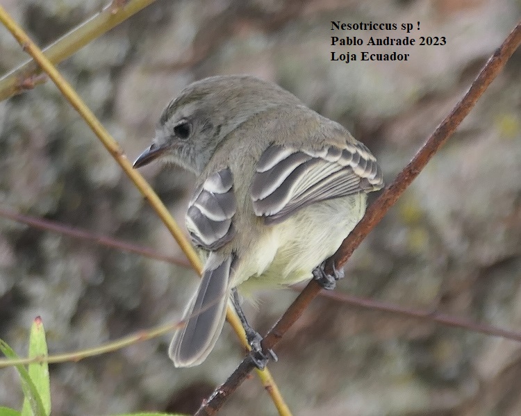 Nesotriccus ssp