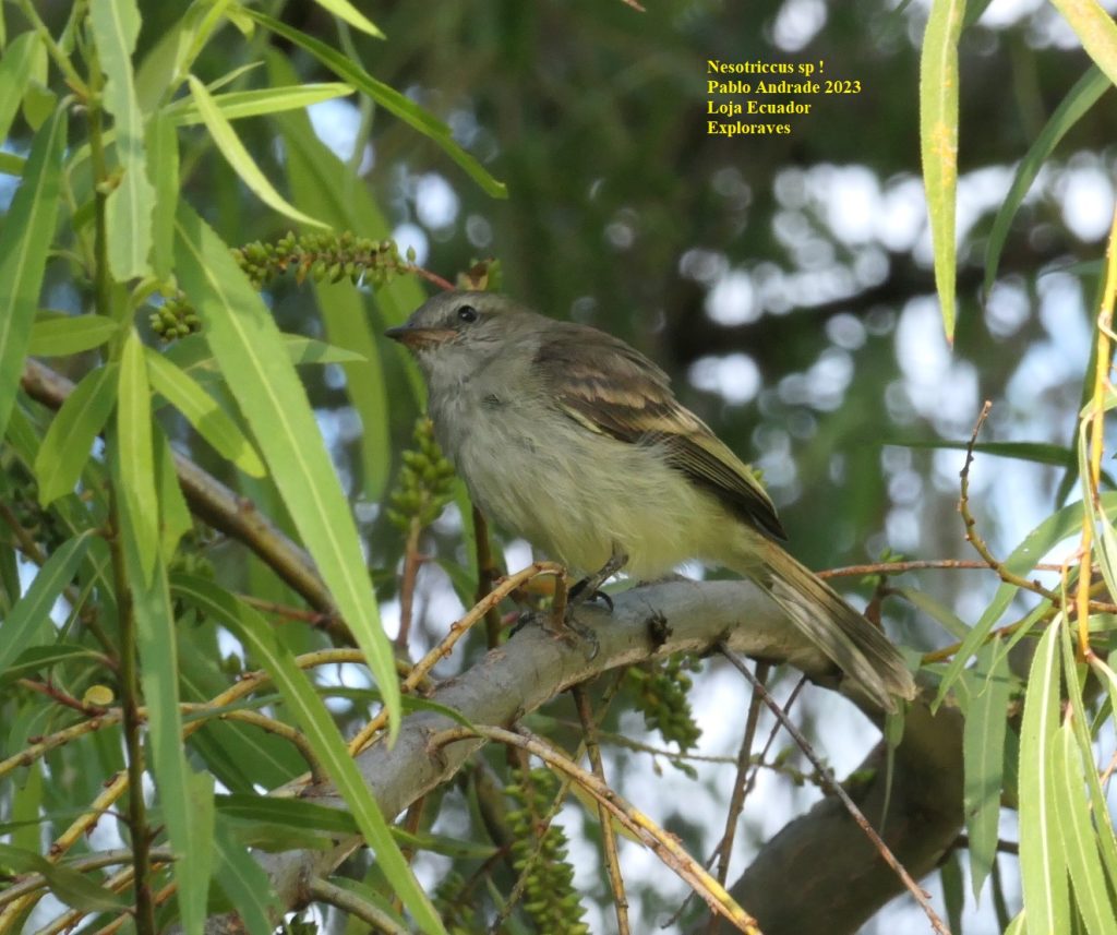 Nesotriccus ssp
