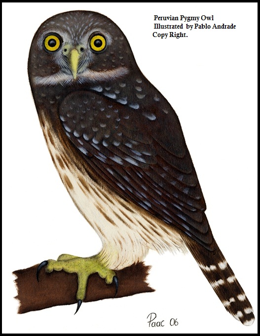 Peruvian Pygmy owl Birds Loja Ecuador.