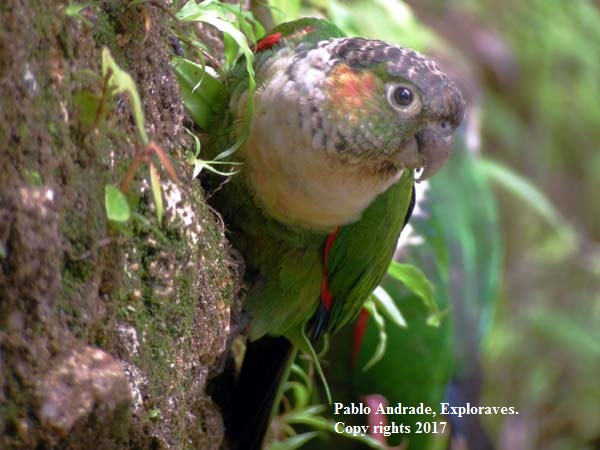 Birding Tours South Ecuador White-necked Parakeet