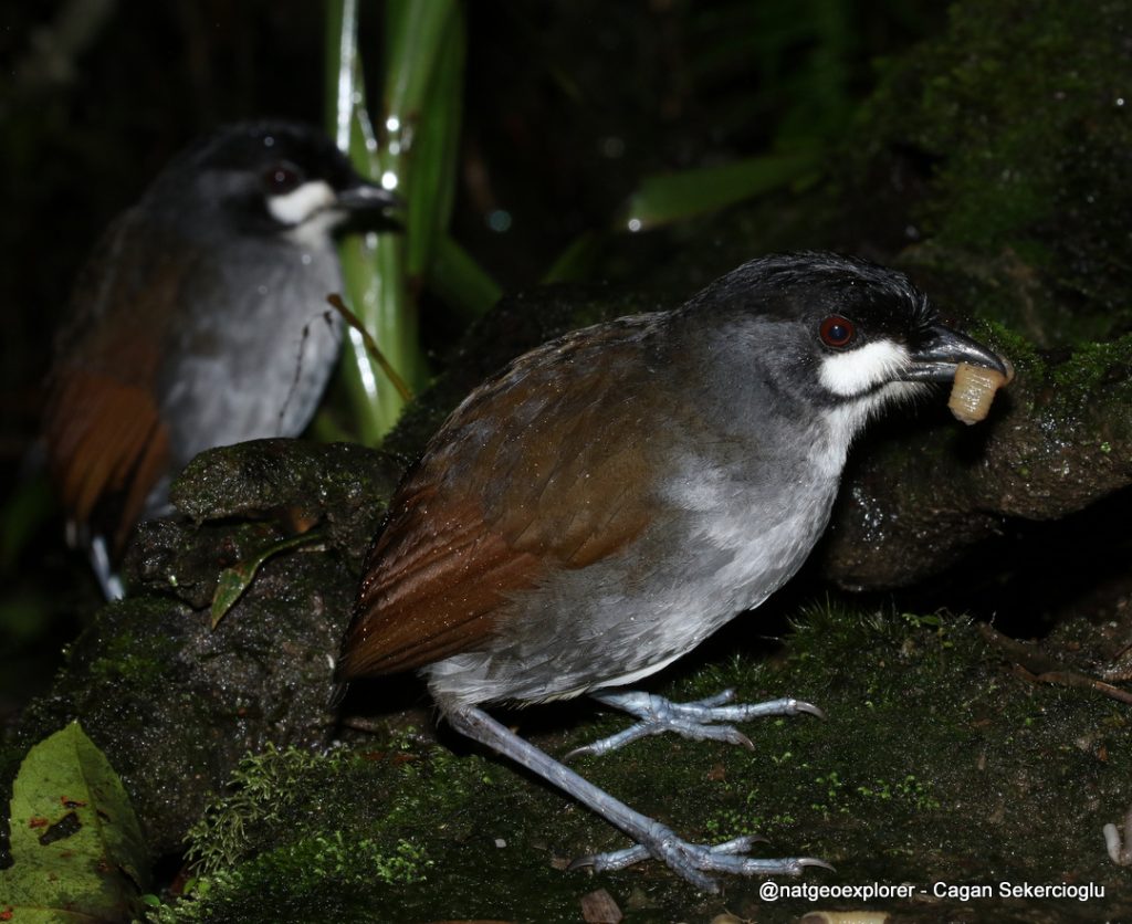 Jocotoco Antpitta Birding Tour Ecuador