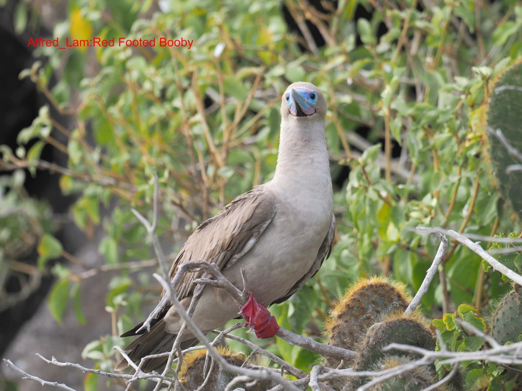 San Cristóbal Galápagos Birdwatching 2026 – 1-Day Red-footed Booby