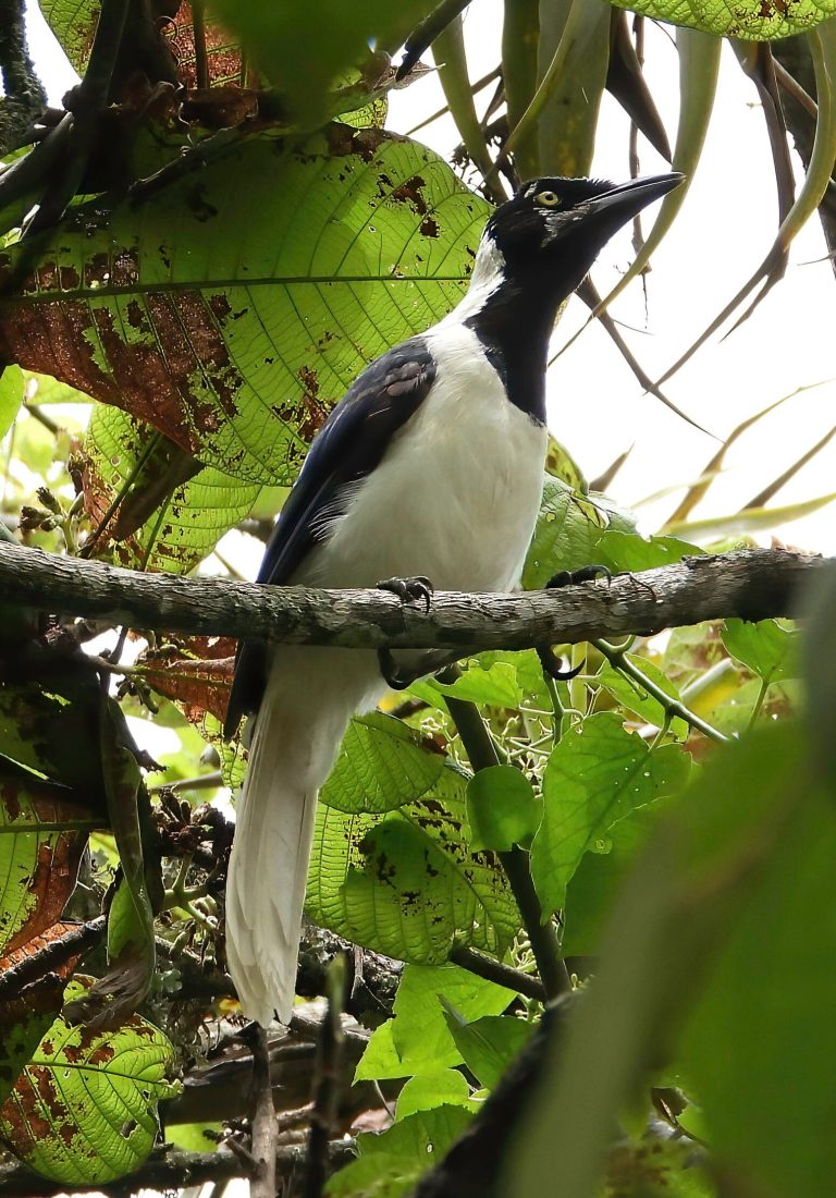White-tailed Jay