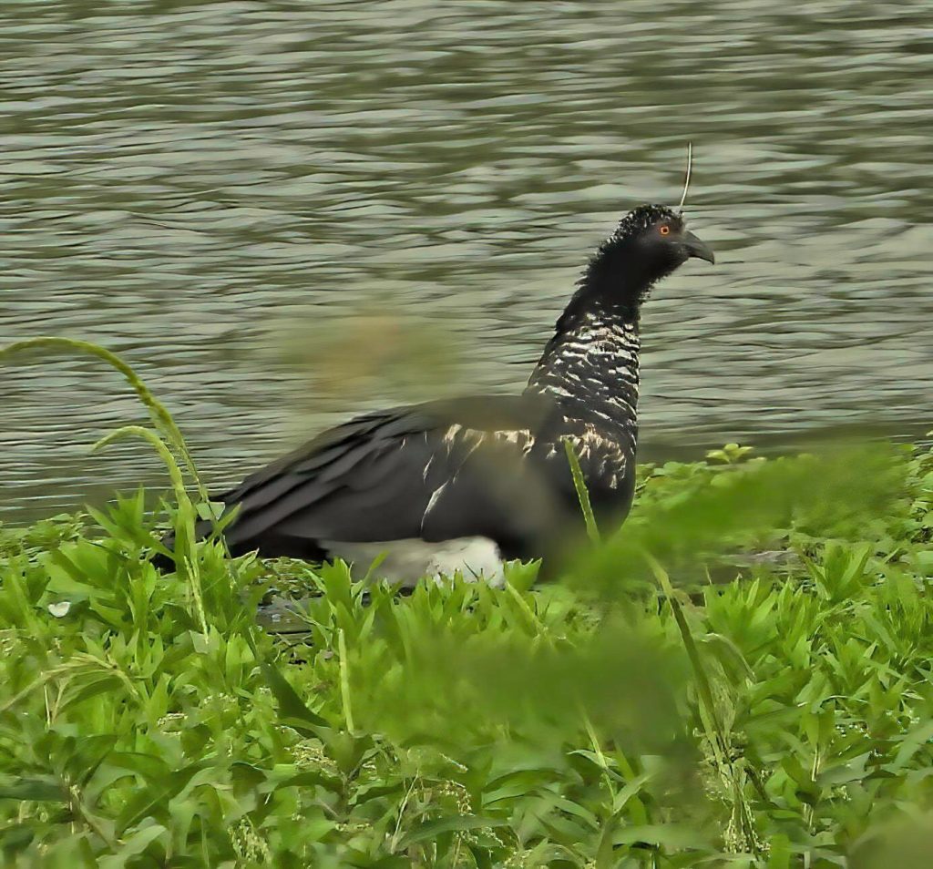 Horned screamer