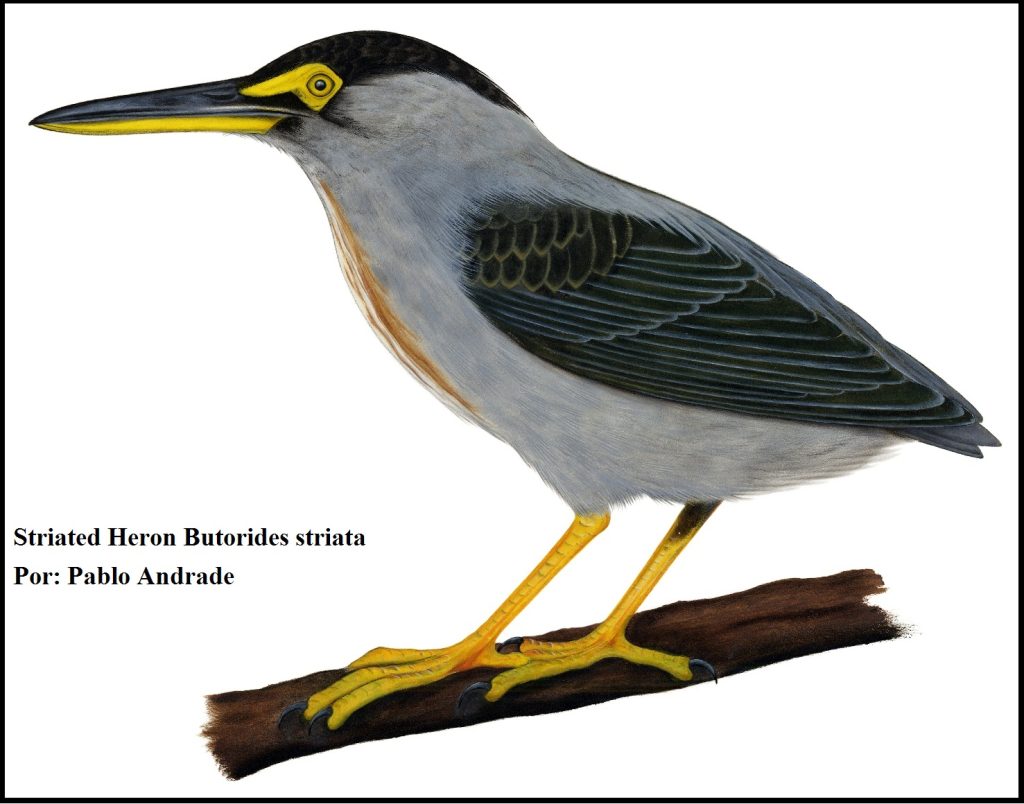 Striated Heron Butorides striata Birds Loja