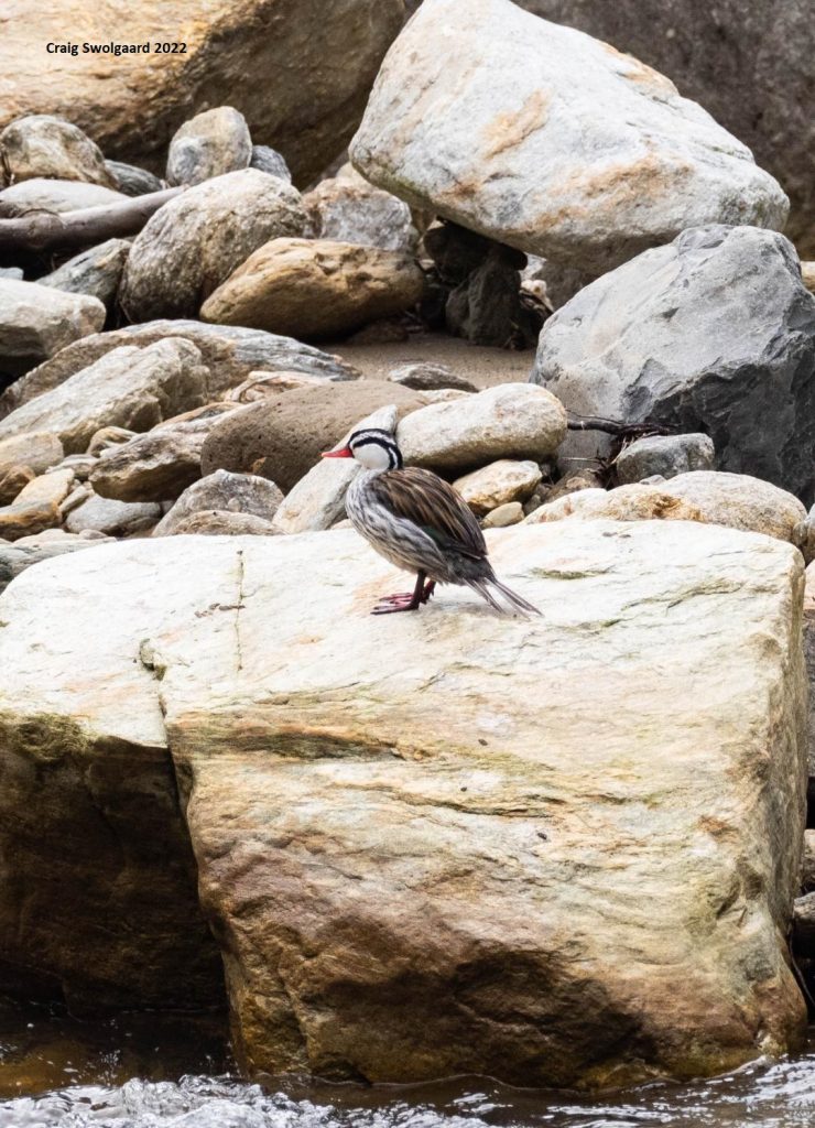 Slow Birding Southern Ecuador 2026 Tropical Forest Torrent Duck