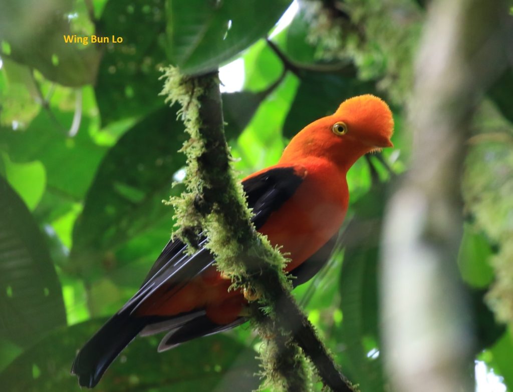 Slow Birding Tour Southern Ecuador 2026 Andean Cock of-the Rock Birdwatching Podocarpus Bombuscaro River