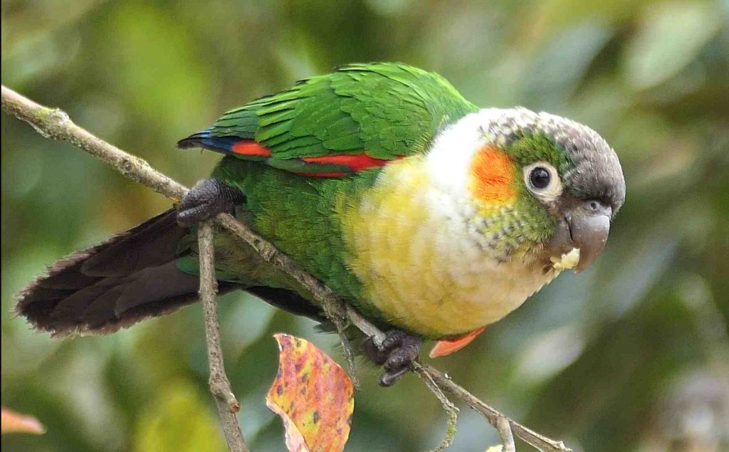 White-necked Parakeet
