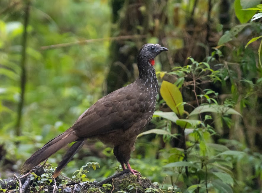 Tour medio día Parque Podocarpus