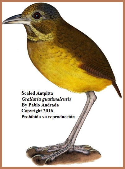 Scaled Antpitta Grallaria guatimalensis Birds Loja