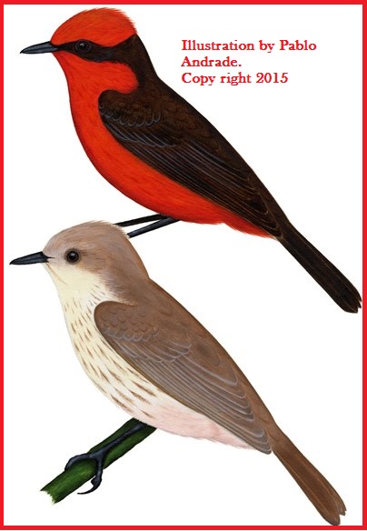 Mosquero Bermellón, Vermilion Flycatcher Aves Loja.