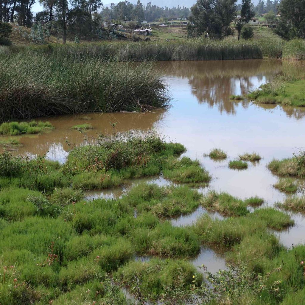 Birdwatching Around Loja – Urban Parks & Nearby Forests Carigan Water Birds