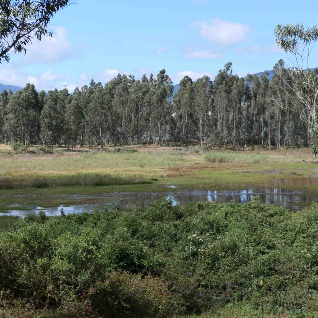 Birdwatching Around Loja – Urban Parks & Nearby Forests Carigan Water Birds
