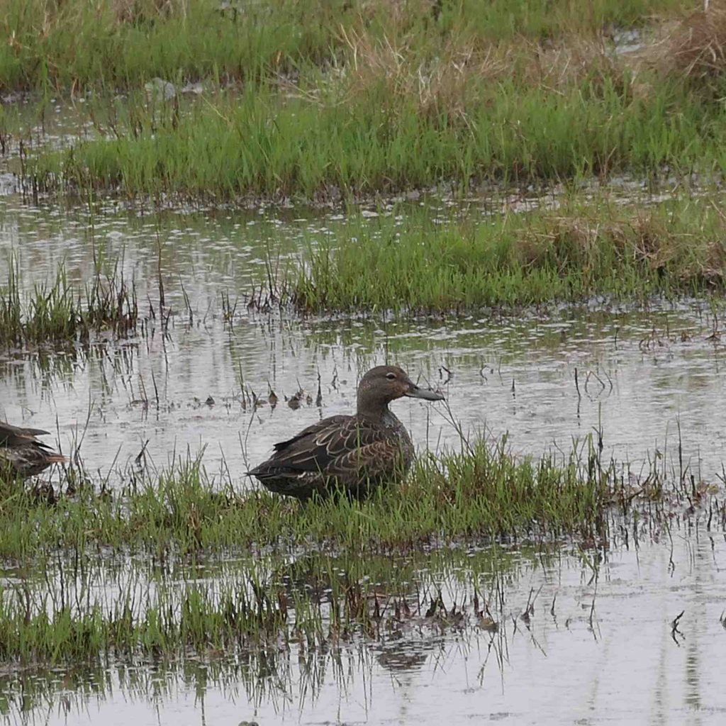 Blue-winged Teal Loja Ecuador