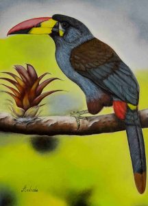 Birdwatching Southern Ecuador Gray-breasted Mountain Toucan