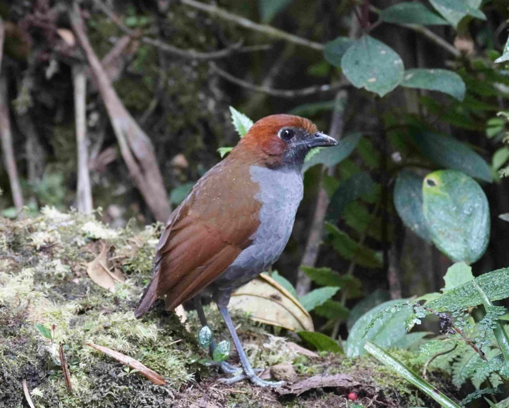 Chestnut-naped Antpitta