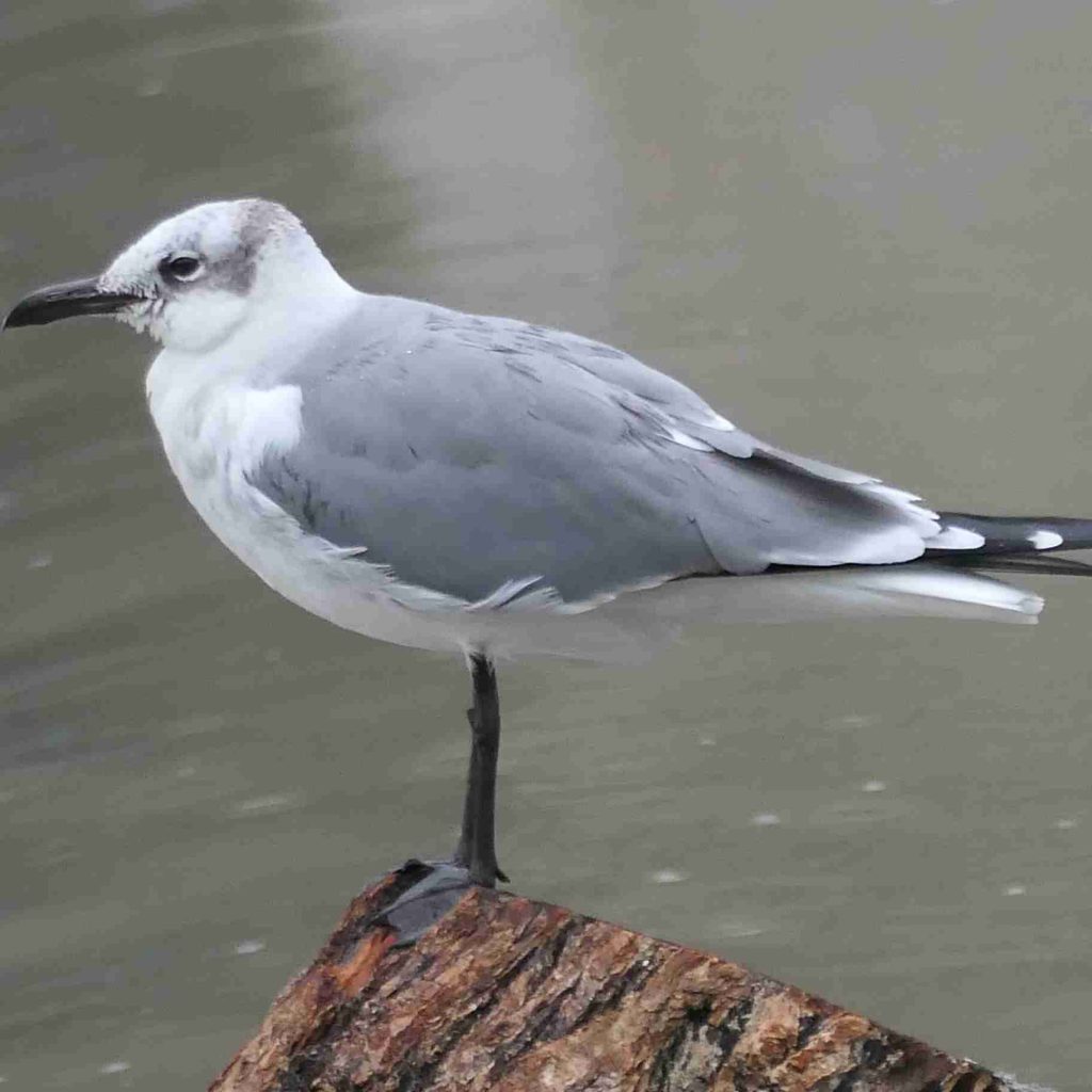 Laughing Gull