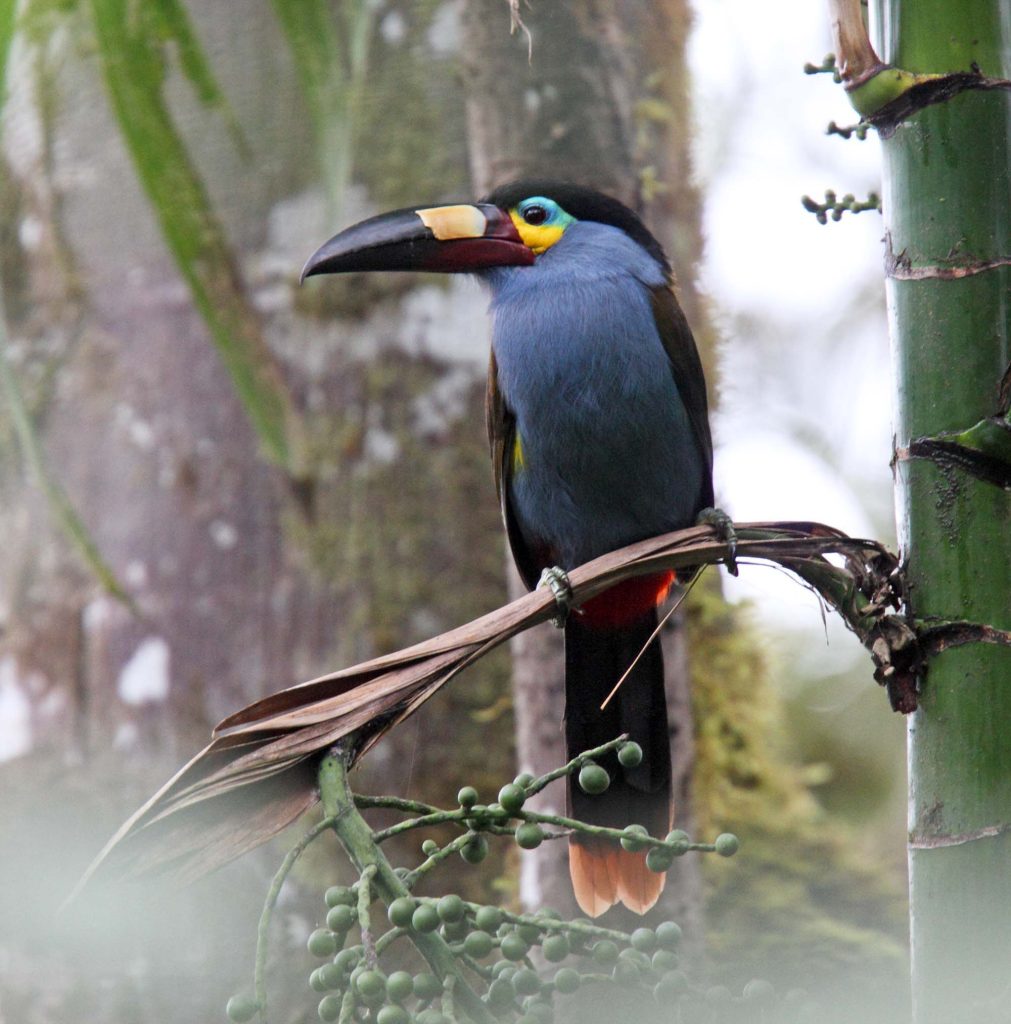 Plate-billed Mountain Toucan