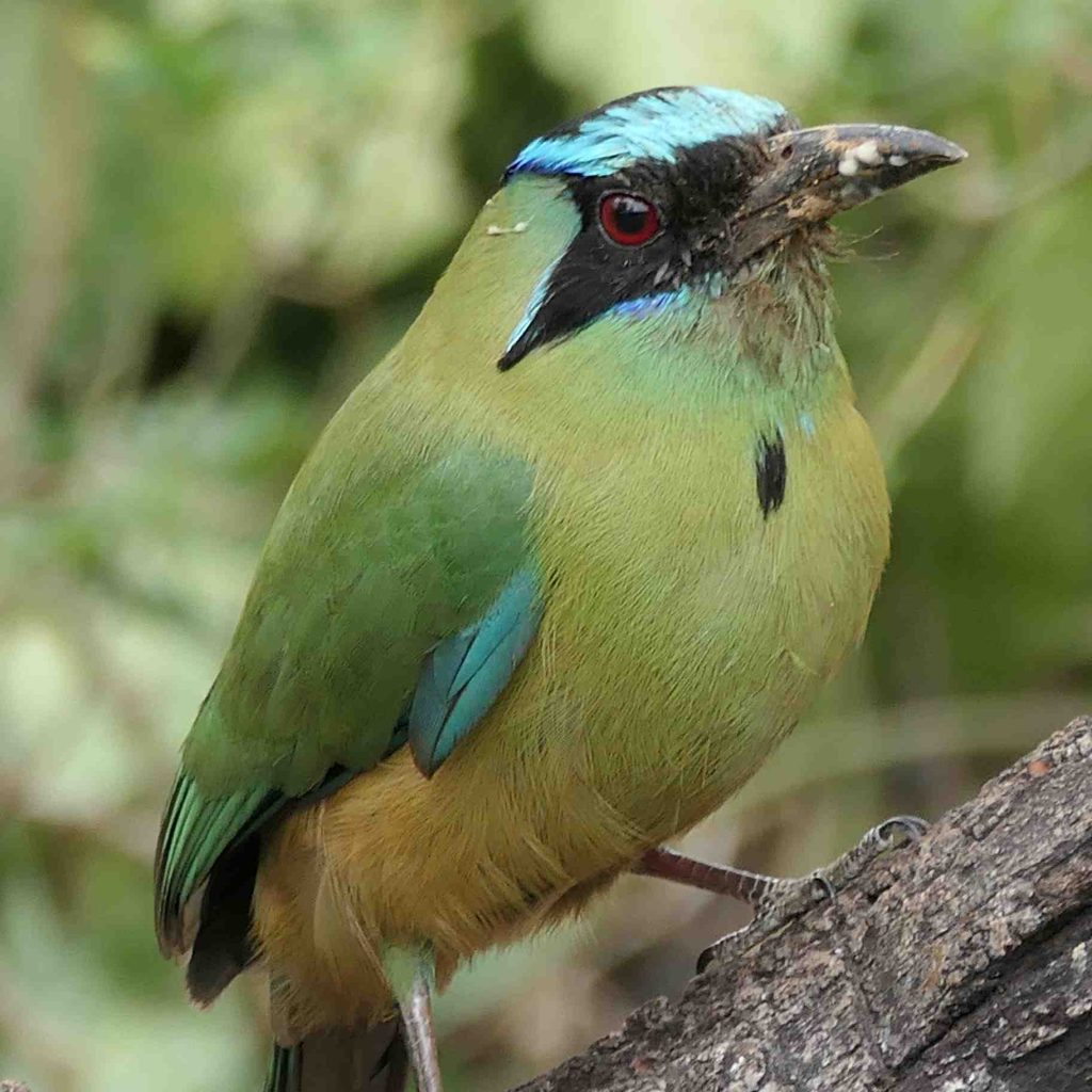 Whooping Motmot