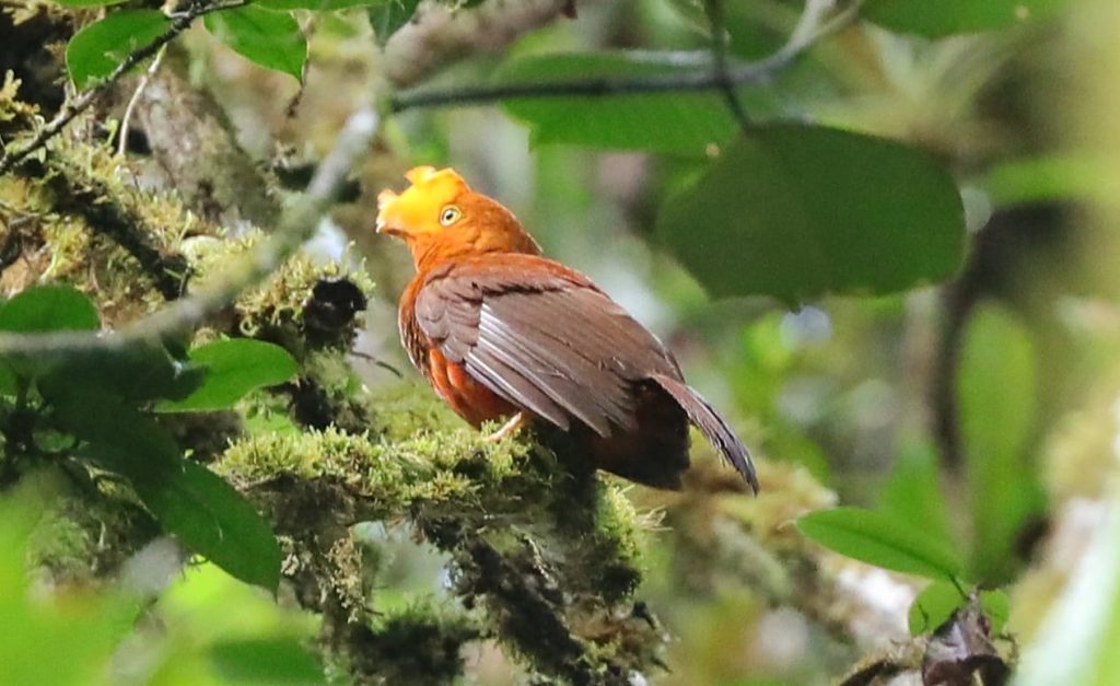 Andean Cock-of-the-rock. Female. Birding Tour Southern Ecuador june 2026, 8 days