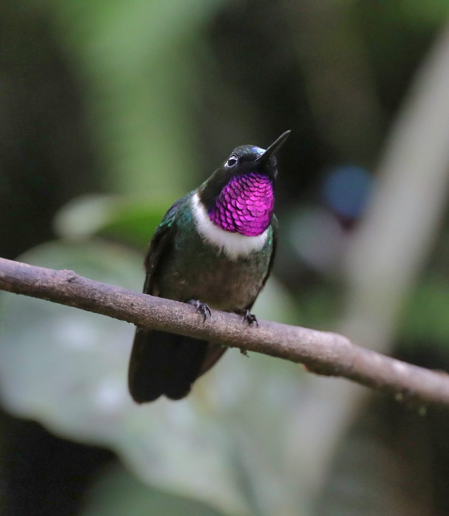 Birding Tour Southern Ecuador june 2026 8 days Amethyst-throated Sunangel