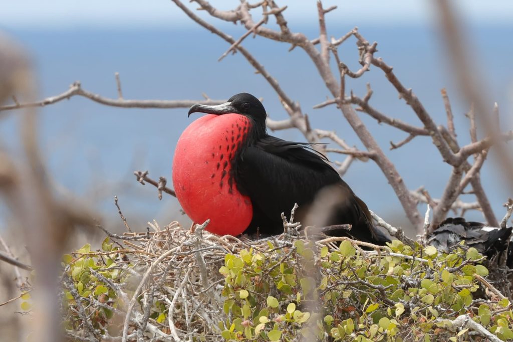Galapagos San Cristobal Day Birding Tour | Ideal for Cruise Visitors & Photographers