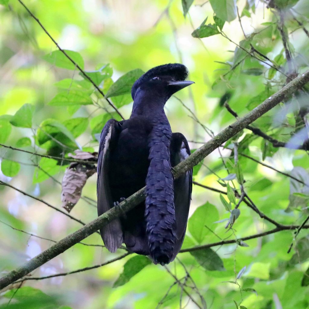 Long-wattled Umbrellabird