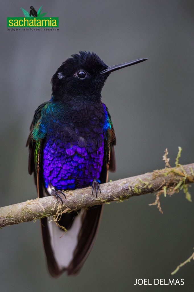 Birding Tours Mindo 2025 - 2026 Velvet - purple Coronet