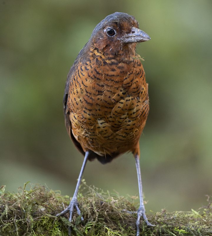Giant Antpitta Mindo Birdwatching Tours 2025 - 2026