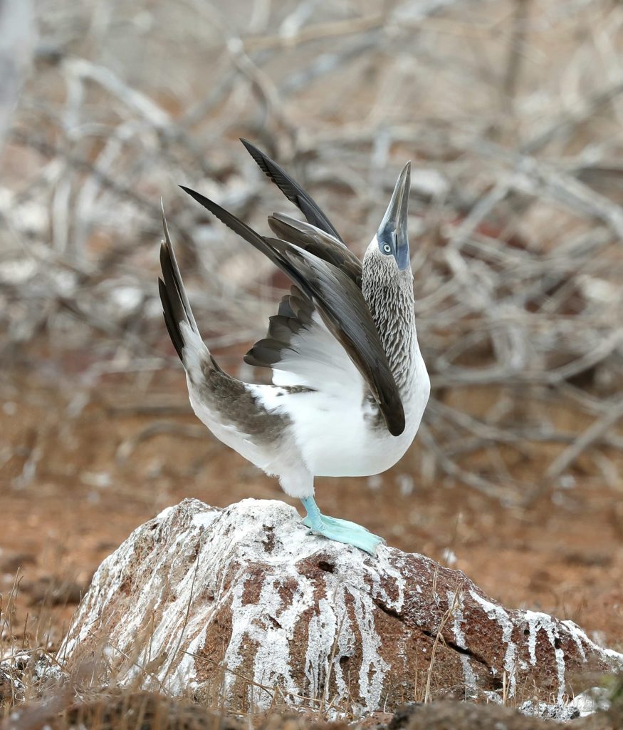 Birding Tours Galapagos Islands