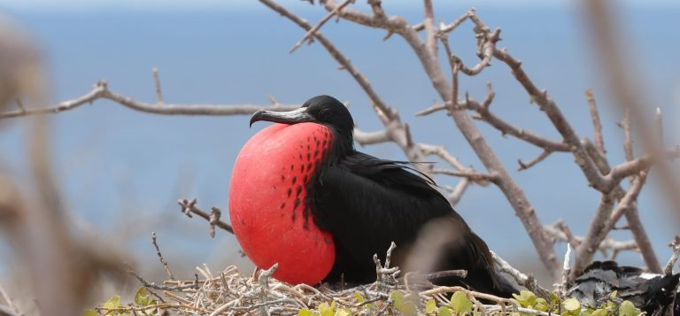 北西摩岛上一只雄性丽军舰鸟（Magnificent Frigatebird）鼓起鲜红色喉囊展示求偶行为，是加拉帕戈斯群岛最壮观的观鸟景象之一。