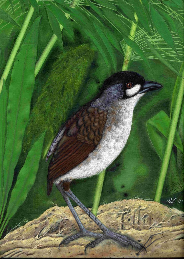 Jocotoco Antpitta Birdwatching Tours Ecuador