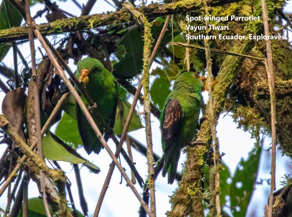 Spot-winged Parrotlet Ecuador