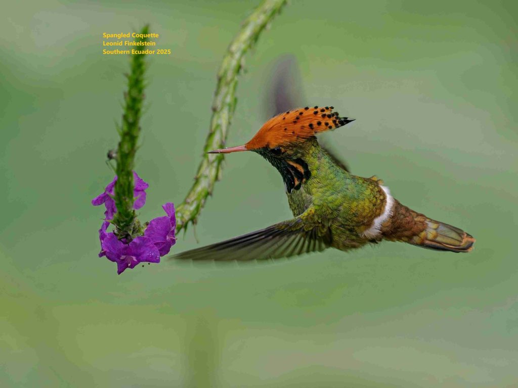 10 days Birding Tour Southern Ecuador 2026 Spangled Coquette