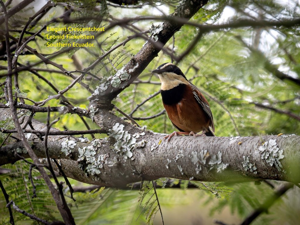 Elegant Crescentchest