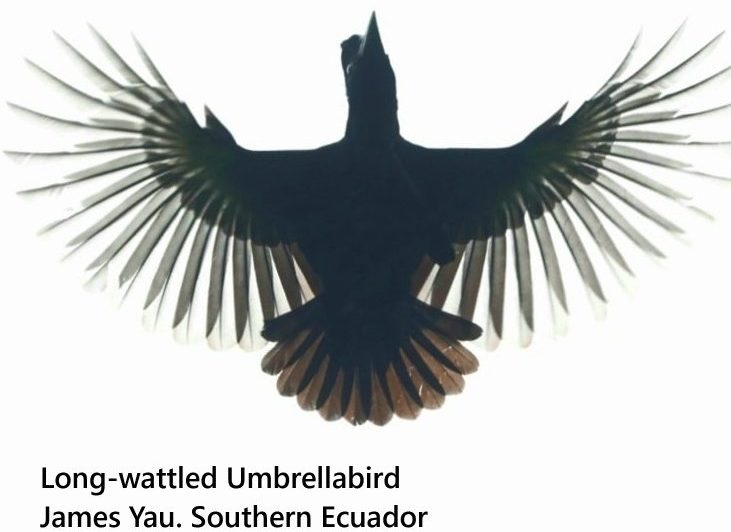 Long-wattled Umbrellabird
