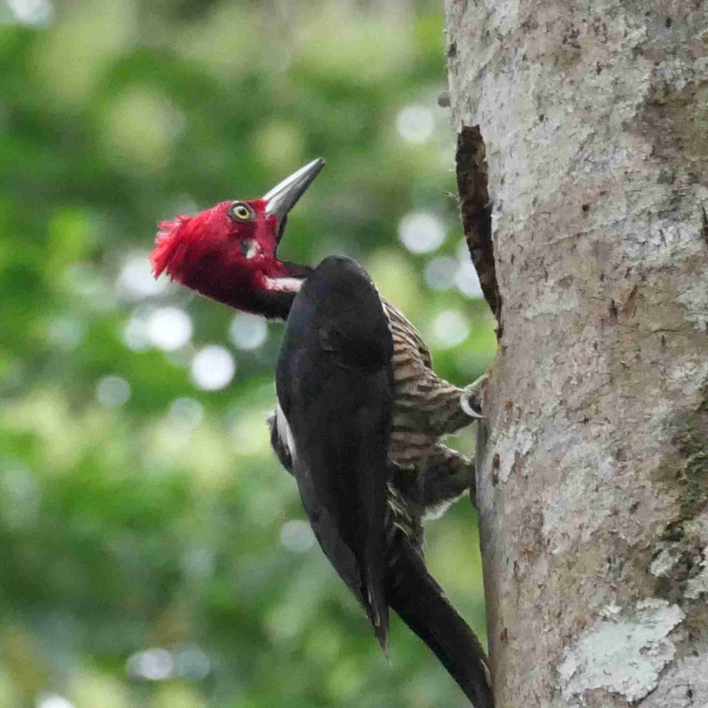 Guayaquil Woodpecker