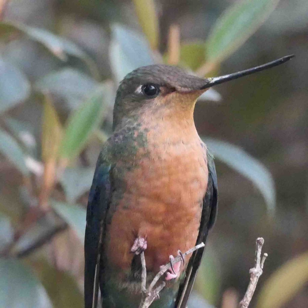 Galapagos Ecuador Birding 2025