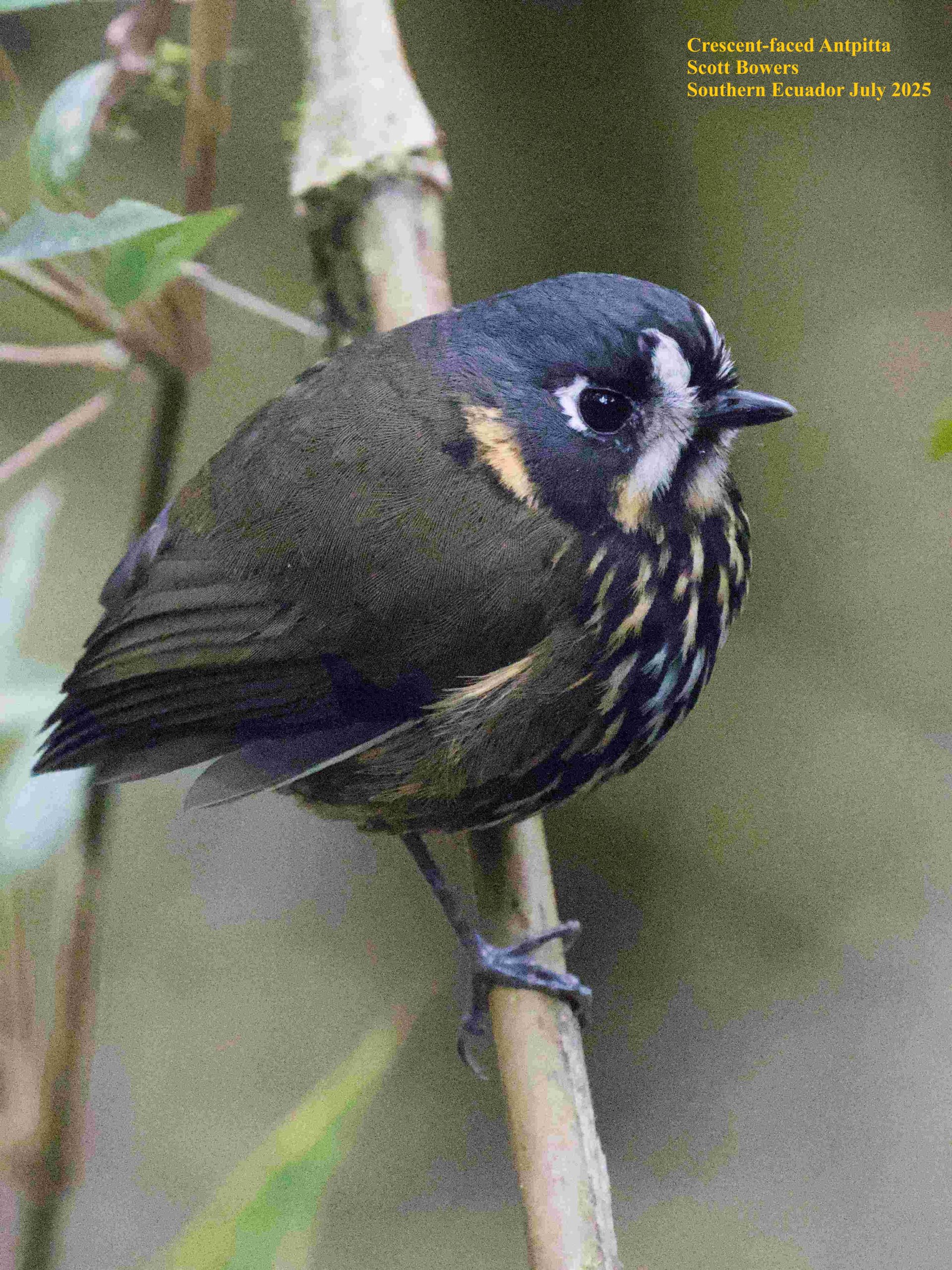 Crescen-faced Antpitta Birding Trip report Southern Ecuador July 2025