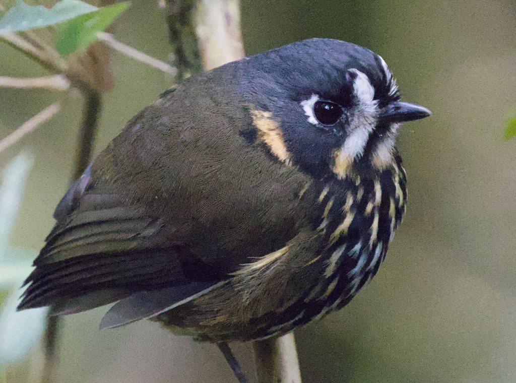 Crescent-faced Antpitta Birding Trip Report Southern Ecuador July 2025