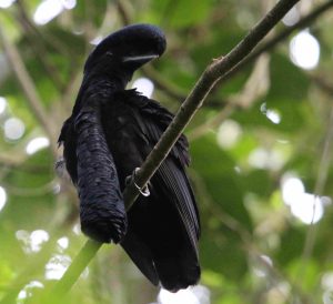 Slow Birding Southern Ecuador 2026 Long-wattled Umbrellabird Buenaventura Reserve