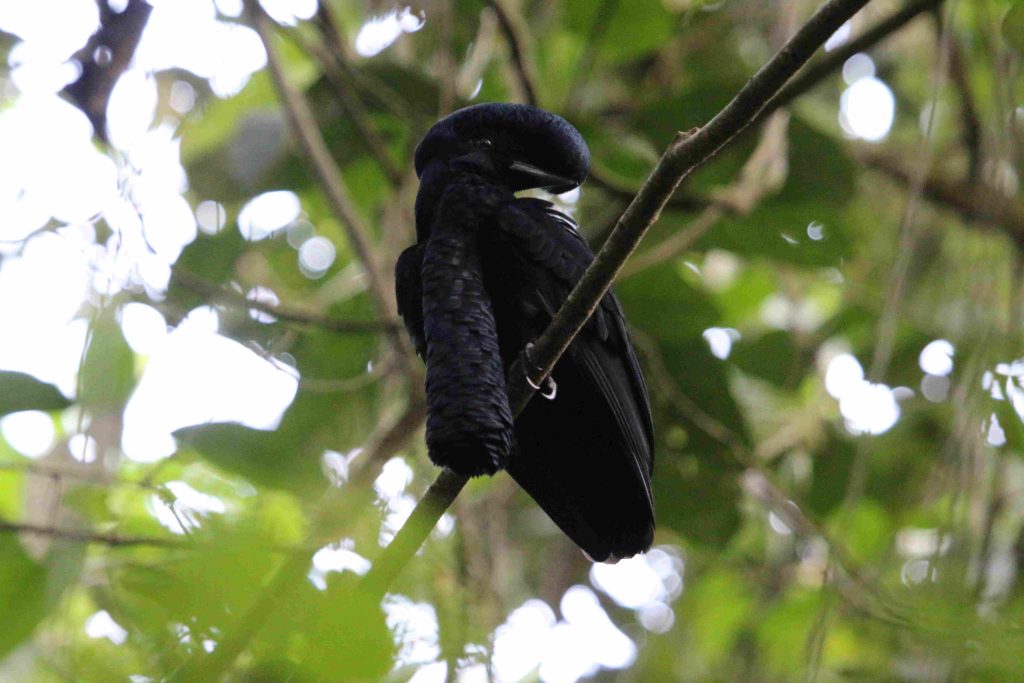 Southern Ecuador Birding Holidays 2025