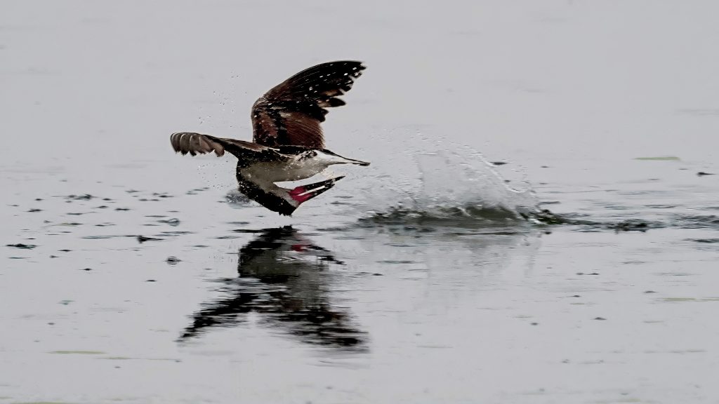 Black Skimmer