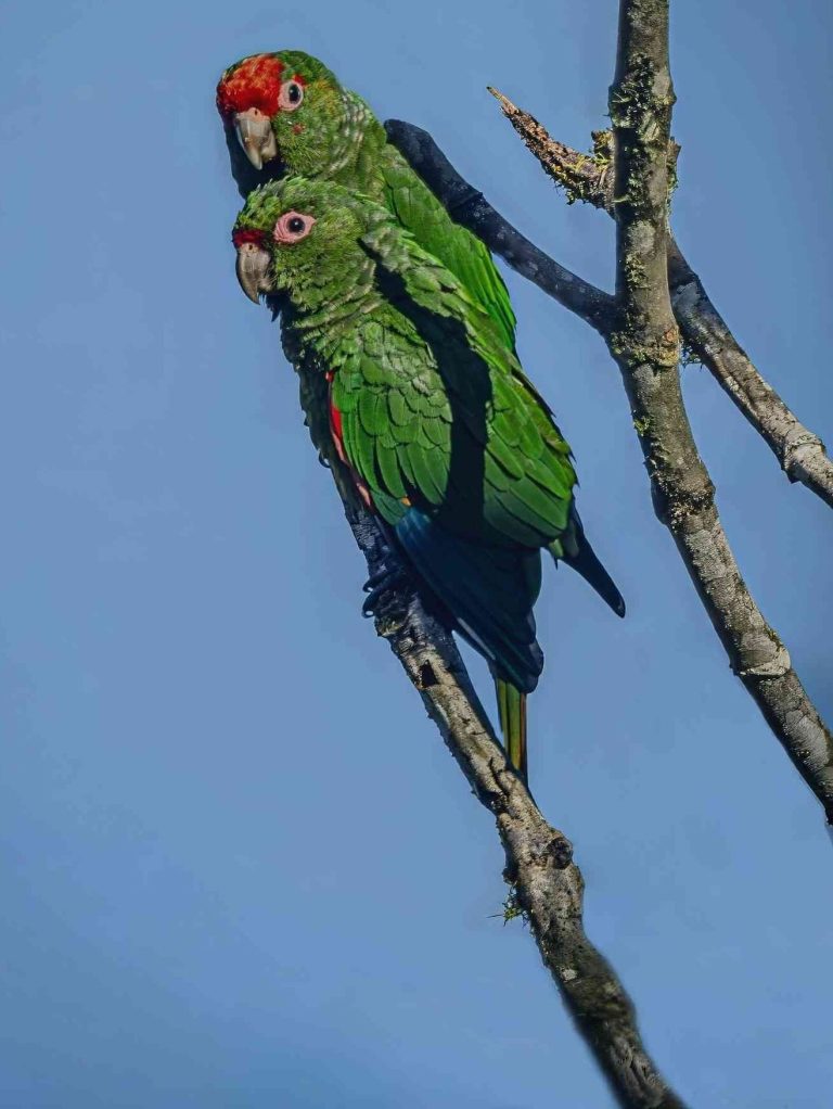 El Oro Parakeet